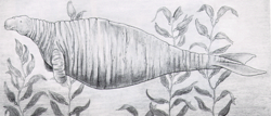  Une rhytine (croquis, XVIIIe siècle)