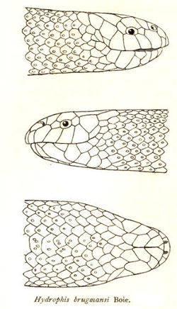  Leioselasma spiralis