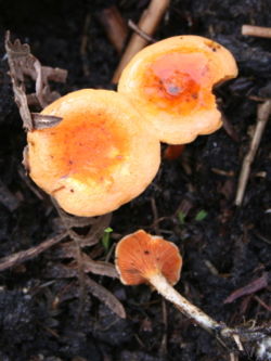  Hygrophoropsis aurantiaca