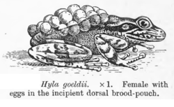  Flectonotus goeldii