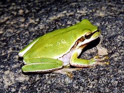  Hyla felixarabica