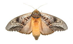  Hylaeora eucalypti femelle