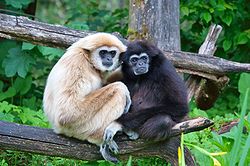  Gibbon à mains blanches (Hylobates lar)