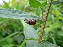  Hylobius transversovittatus