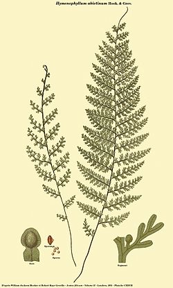  Hymenophyllum abietinum