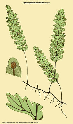  Hymenophyllum asplenioides