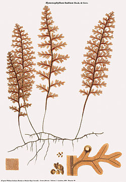  Hymenophyllum badium