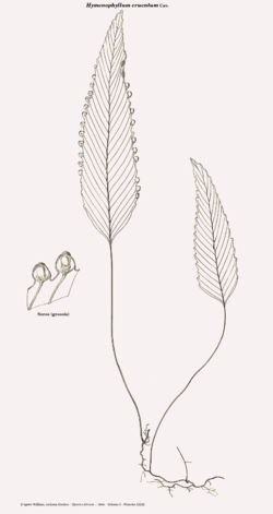  Hymenophyllum cruentum