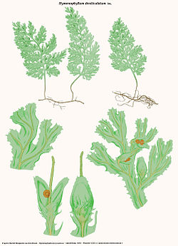  Hymenophyllum denticulatum