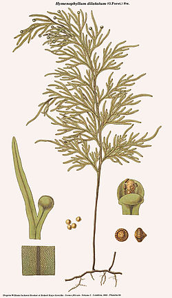  Hymenophyllum dilatatum