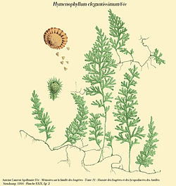  Hymenophyllum elegantissimum