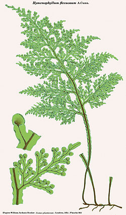  Hymenophyllum flexuosum