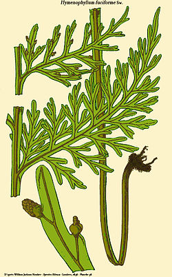  Hymenophyllum fuciforme