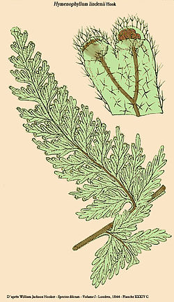  Hymenophyllum lindenii