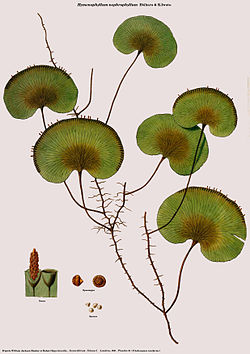  Hymenophyllum nephrophyllum