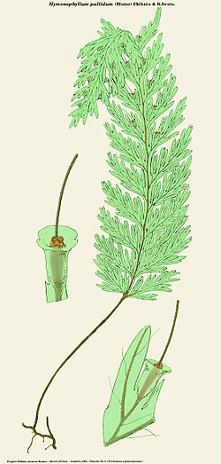  Hymenophyllum pallidum
