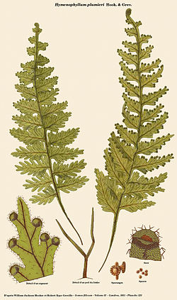  Hymenophyllum plumieri