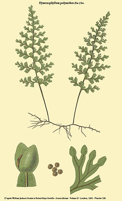  Hymenophyllum polyanthos