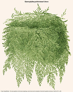  Hymenophyllum pulcherrimum