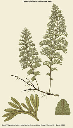  Hymenophyllum secundum