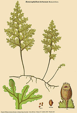  Hymenophyllum tortuosum