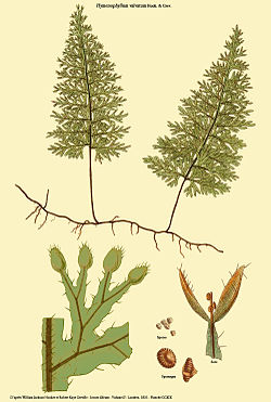  Hymenophyllum valvatum