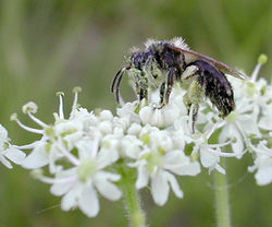  Femelle Andrena sp. (famille Andrenidae)