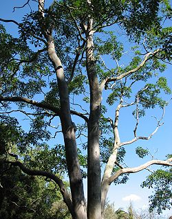  Hymenosporum flavum