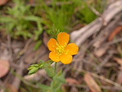  Hypericum gramineum