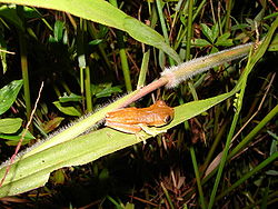  Hypsiboas semilineatus