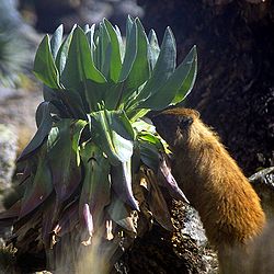  Un daman du Cap grignotant un Dendrosenecio keniensis