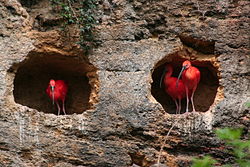 Des ibis rouges dans une des falaises du zoo.