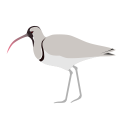  Bec-d'ibis tibétain (Ibidorhyncha struthersii)