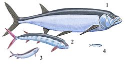  Le poisson 2 est un Ichthyodectes ctenodon