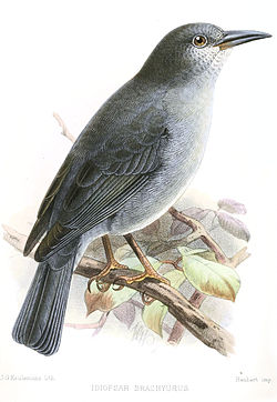  Idiopsar brachyurus