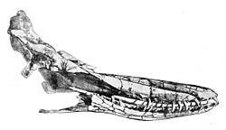   Idiorophus patagonicus