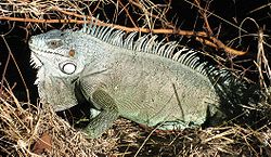  Iguana iguana