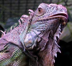 Exemple : Iguana iguana