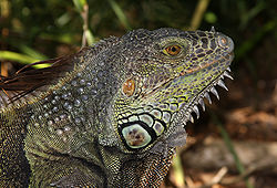  Iguana iguana