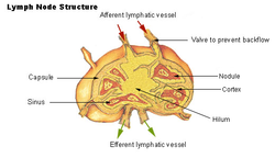 Schéma anatomique d'un ganglion lymphatique