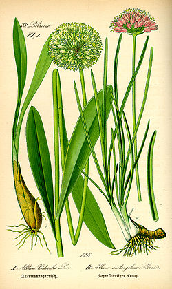  Allium victorialis (à gauche)
