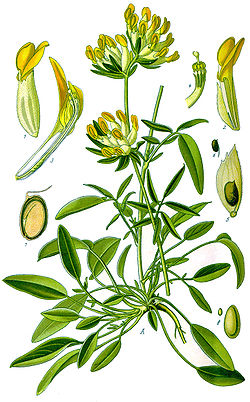  Anthyllis vulneraria