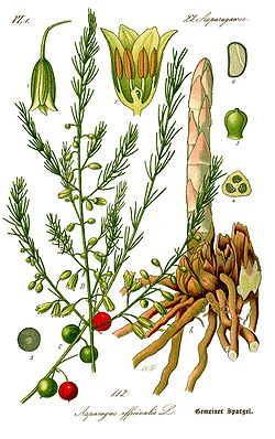  Asparagus officinalis