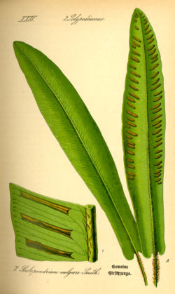 Phyllitis scolopendrium