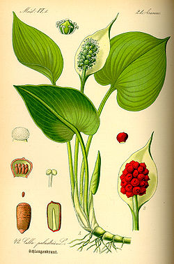  Calla palustris