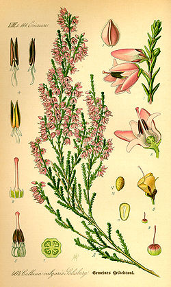  Calluna vulgaris