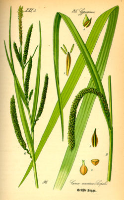  Carex pendula