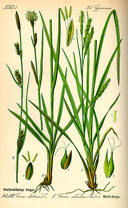 Carex distans et Carex sylvatica