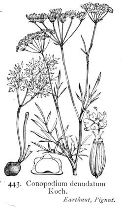  Conopodium majus (syn. Conopodium denudatum)