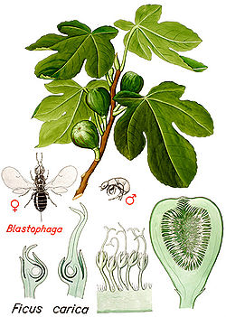  Ficus carica